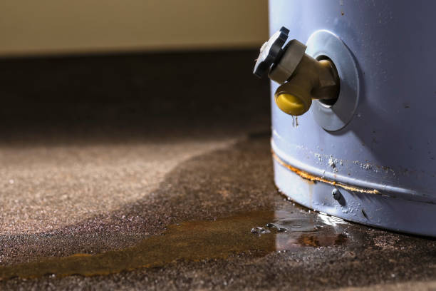 Best Water damage restoration mold remediation  in Roseau, MN