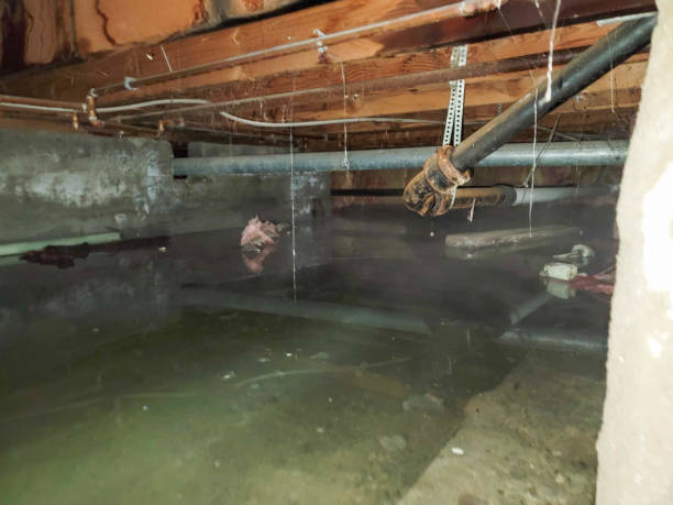Best 24/7 water damage repair  in Roseau, MN