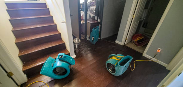 Best Carpet water damage restoration  in Roseau, MN