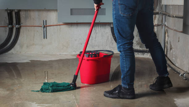 Best Mold removal after water damage  in Roseau, MN
