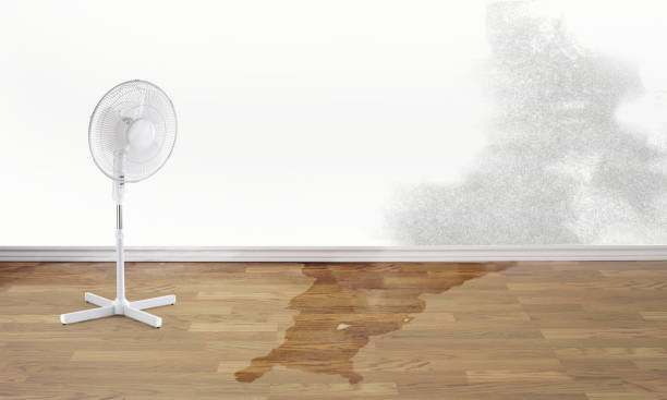 Best Residential water damage restoration  in Roseau, MN