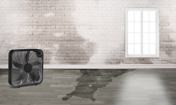 Water damage restoration mold remediation in MN