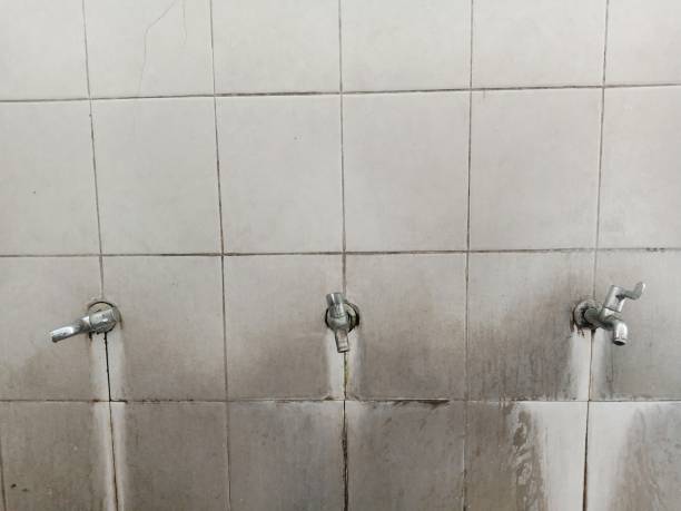Best Professional water damage repair  in Roseau, MN
